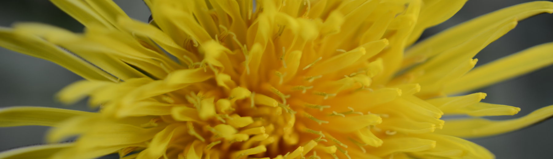 Dandelion Therapy